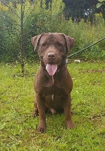 Bruno